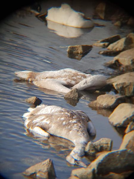 Ptasia grypa, powiat pucki: martwe łabędzie na Zatoce Puckiej