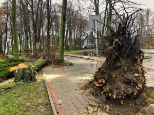 wichura puck drzewa luty 2022