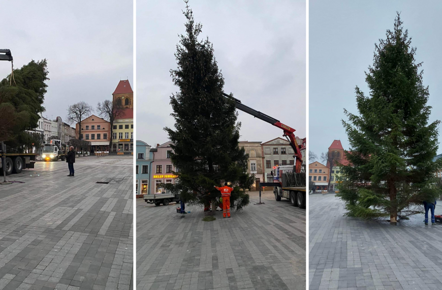 Choinka na Starym Rynku w Pucku. W centrum miasta ustawili drzewko na Boże Narodzenie (2022)…